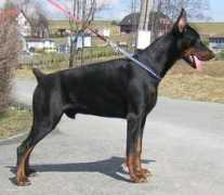 dobermann-review.com Conall