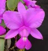 orchid.or.jp Conceisao