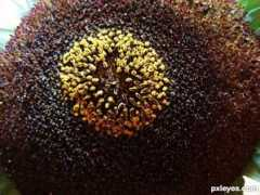 pxleyes.com Concentric