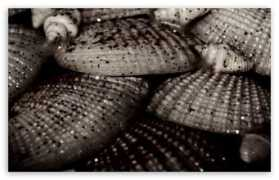 wallpaperswide.com Conchiglia