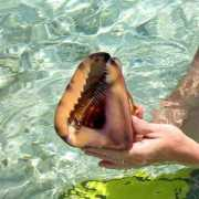 Conchin