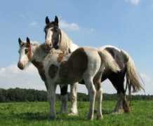 irishtinkerstable.nl Conchitta