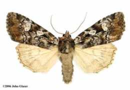 marylandmoths.com Condita