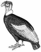 Condor