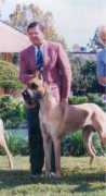 maitaugreatdanes.com Coneen
