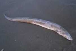 dinosoria.com Congre