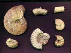 ammonoid.com Coniac