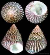 gastropods.com Conica