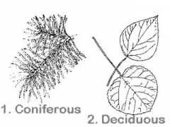 Conif