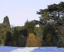 viridis.net Conifer