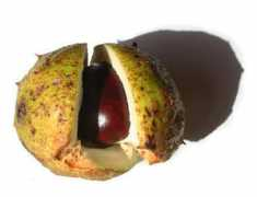 Conkers