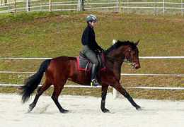 ecurieaeschlimann.ch Contine