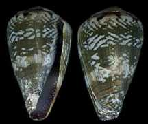 Conus