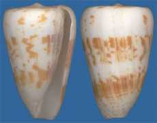 Conus