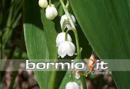 bormio3.it Convalle