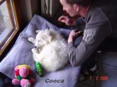 krmiva-trendog.ancilia.cz Cooca