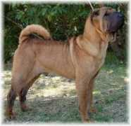 dogzonline.com.au Cooe