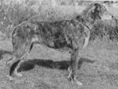 irishwolfhounds.org Cooleen