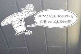 Coolek