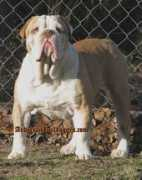 andersonbulldogges.com Cooli