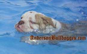 andersonbulldogges.com Coolzz