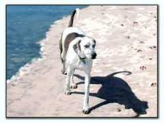 elledesigns.com Coperfield