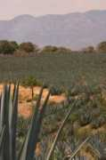 vivatravelguides.com Coporacion