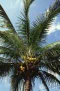 jardinagempaisagismo.com Coqueiro