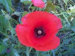 Coquelicot