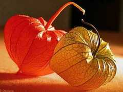 Coqueret