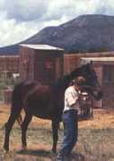 horsestories.com Coquetta