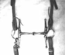 horsestories.com Coquetta