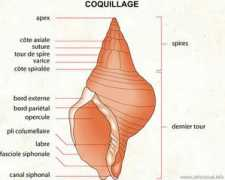 Coquillage