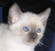 blackandtansiamese.com Coquina