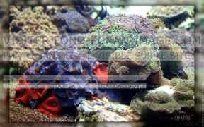 fond-ecran-image.com Corail