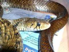 reptarium.cz Corais