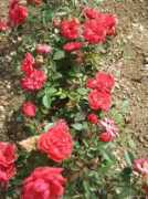 garden-en.com Coralin