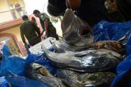 entornointeligente.com Corani