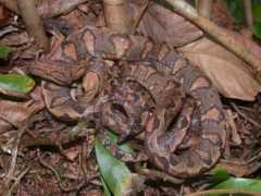 srelherp.uga.edu Corann