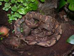 srelherp.uga.edu Corann
