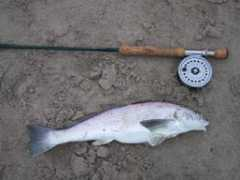 eefishent.com Corbina