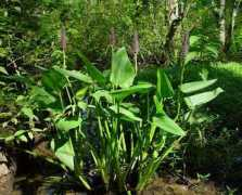 missouriplants.com Cordata