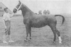 gelderlanderhorse.nl Coreina