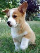 Corgis