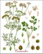 plantguide.org Coriander
