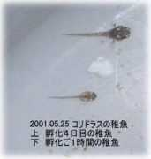 Corichi