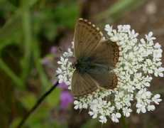 learnaboutbutterflies.com Coridon