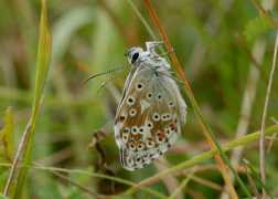 learnaboutbutterflies.com Coridon