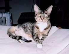 Corkie