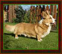 welsh-corgi.ru Corlan